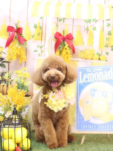 20240419マロンくん